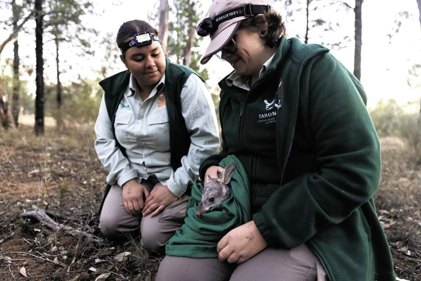 <p>Taronga Western Plains Zoo Post Trainee Kyanna Hall and Conservation Keeper Leonie Pascua health check a bilby during the population surveys in the Taronga Sanctuary. Photo: TWPZ</p>\\n