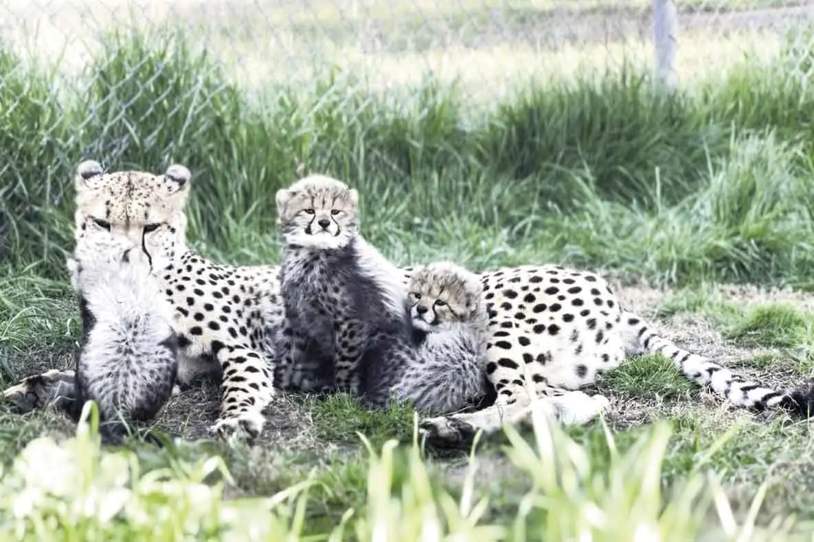 <p>Taronga Western Plains Zoo is celebrating the arrival of three cheetah cubs, born in July to first-time mother Hani. Photo: TWPZ</p>\\n
