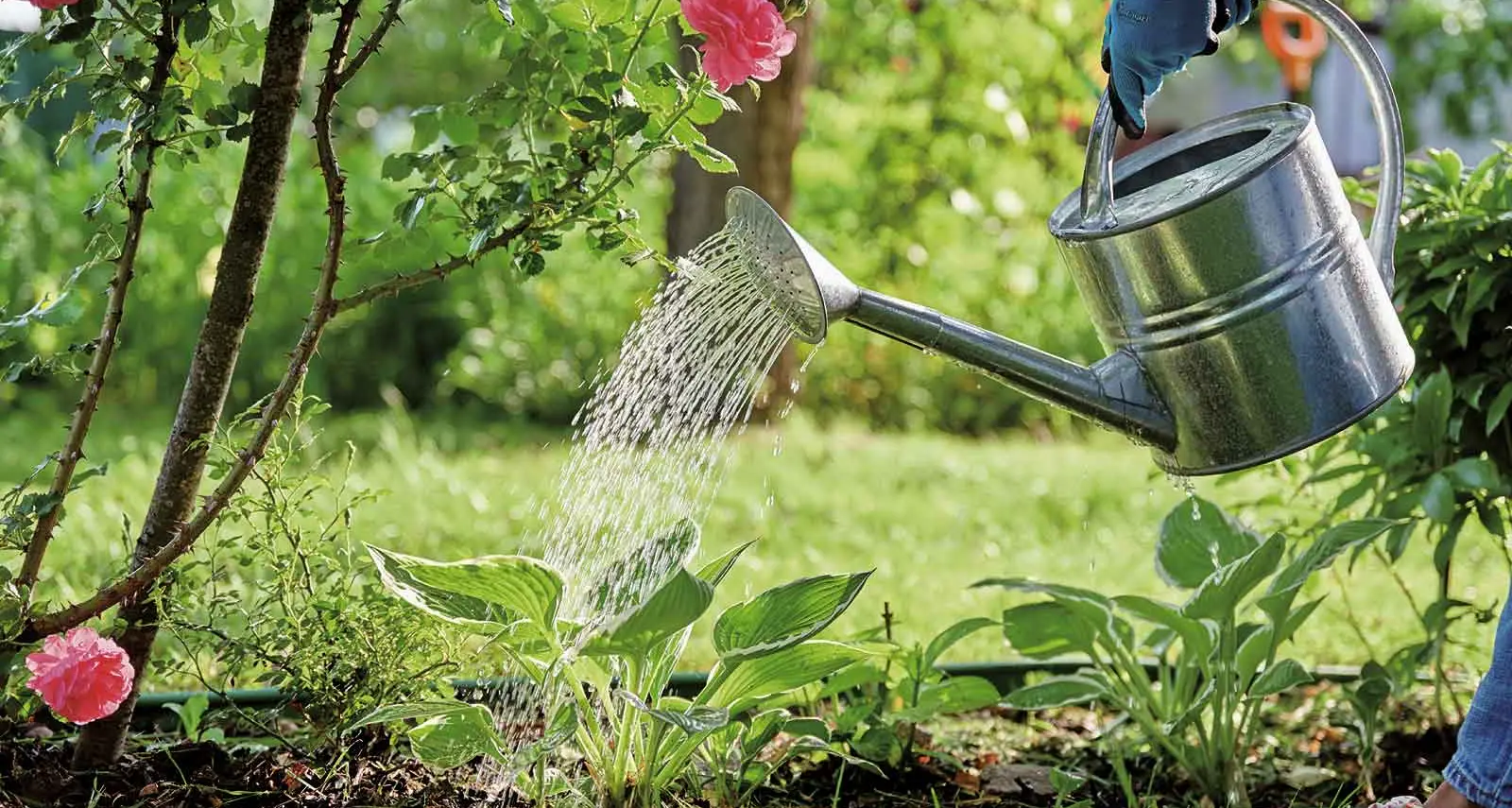 Four watering mistakes that can hold back your vegetable garden