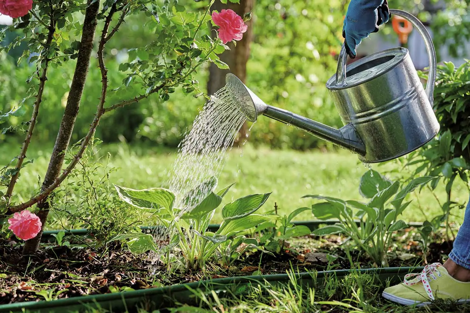 <p>Check the soil, water early at the roots, and store rainwater safely to help vegetables thrive.</p>\\n