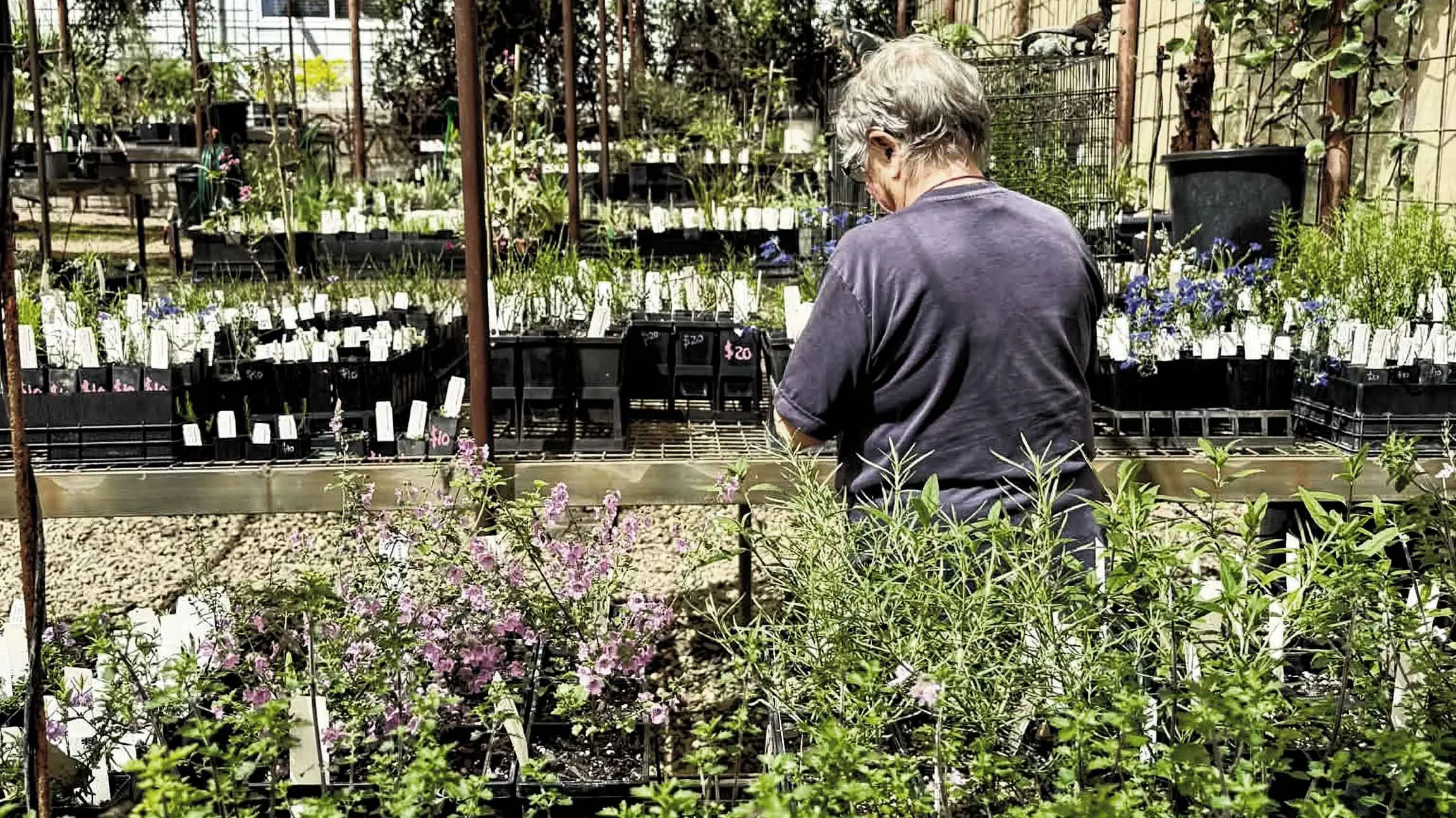 From “coccid emu-bush” to “Derwent speedwell”, Burrendong Plant Sale has native species aplenty