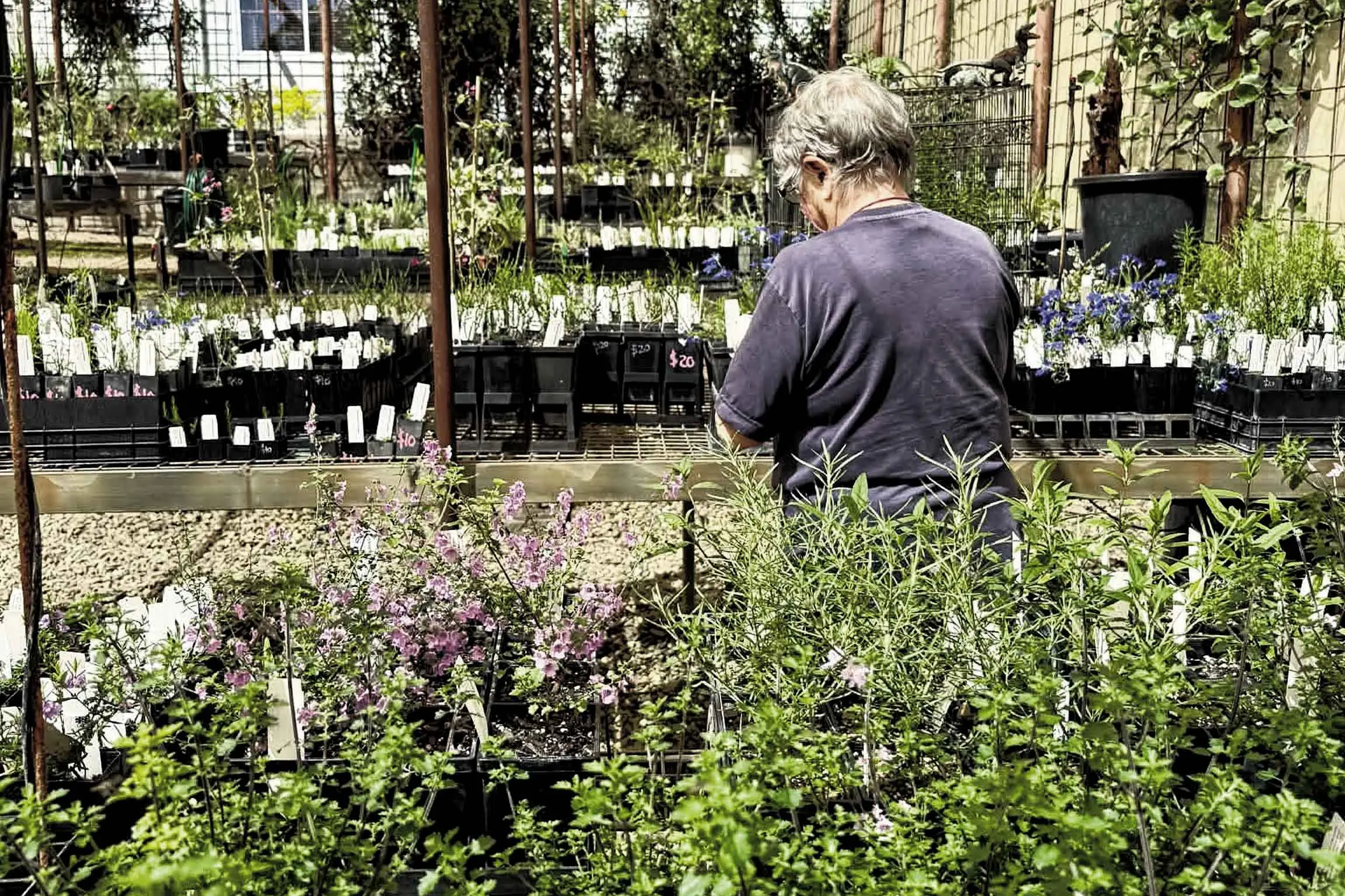 From “coccid emu-bush” to “Derwent speedwell”, Burrendong Plant Sale has native species aplenty