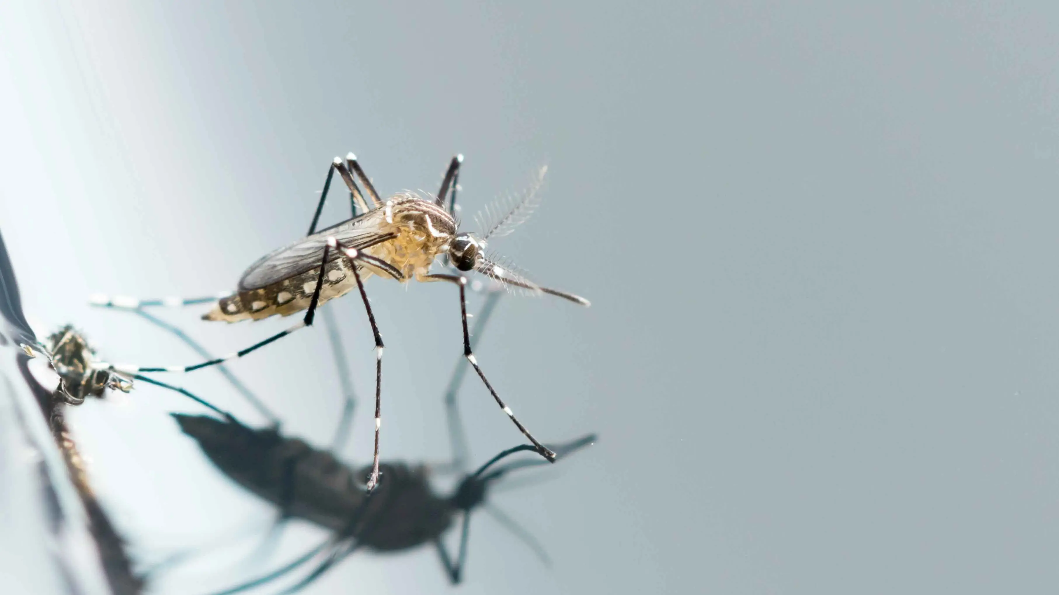 Warmer weather brings mosquito virus warning