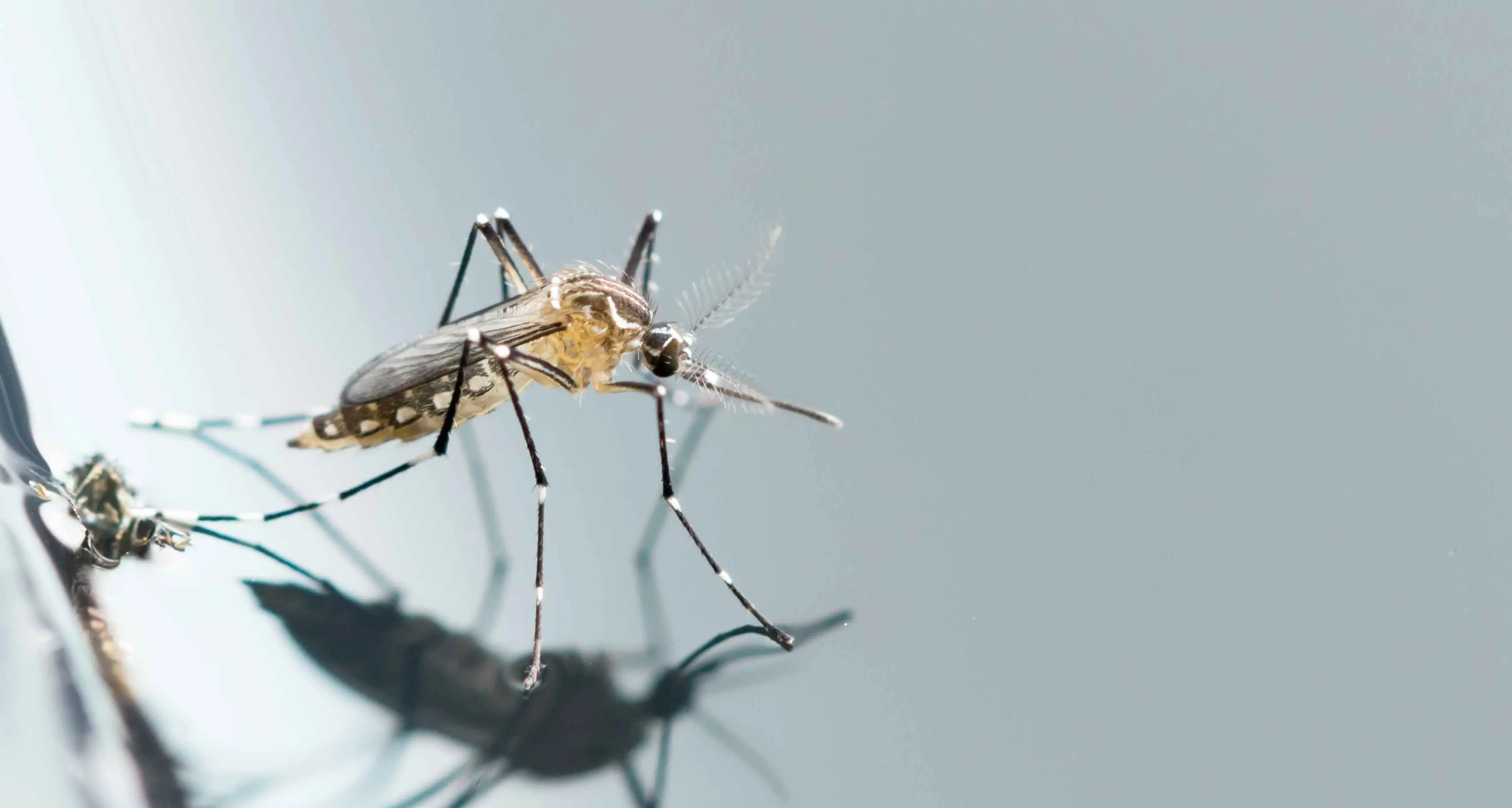 Warmer weather brings mosquito virus warning