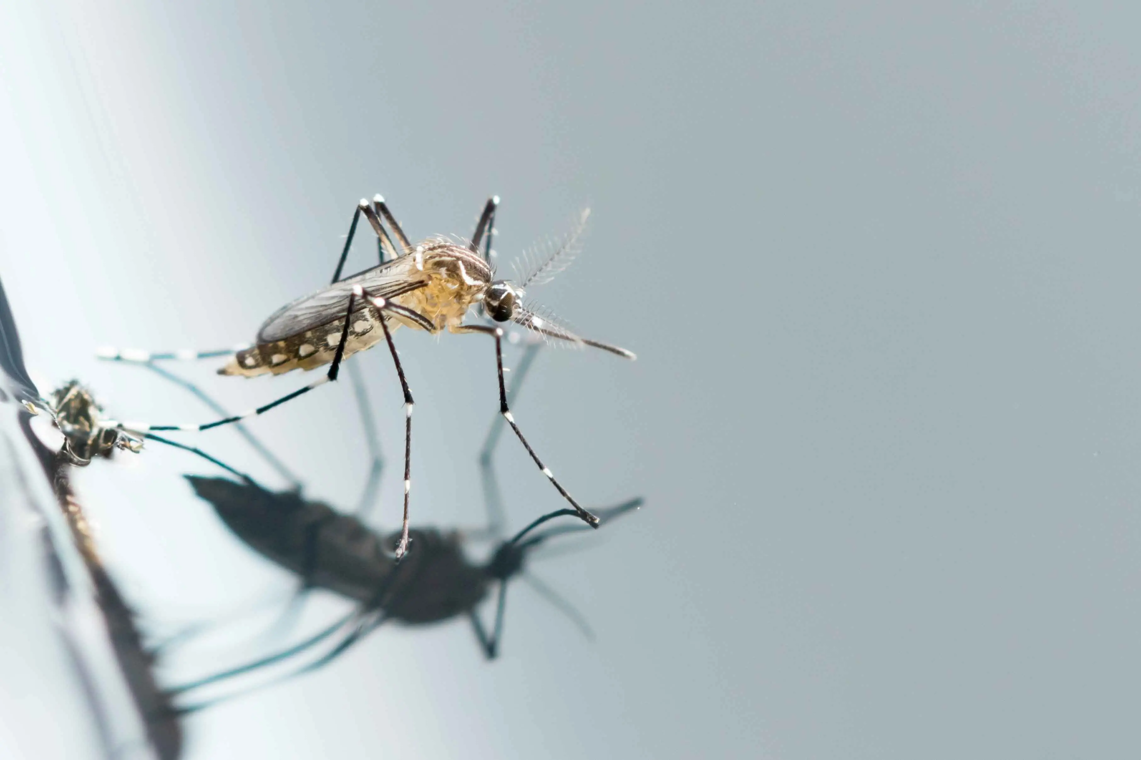 <p>Japanese Encephalitis Virus can be spread to humans through the bite of an infected mosquito. Photo: Bigstockphoto. </p>\\n