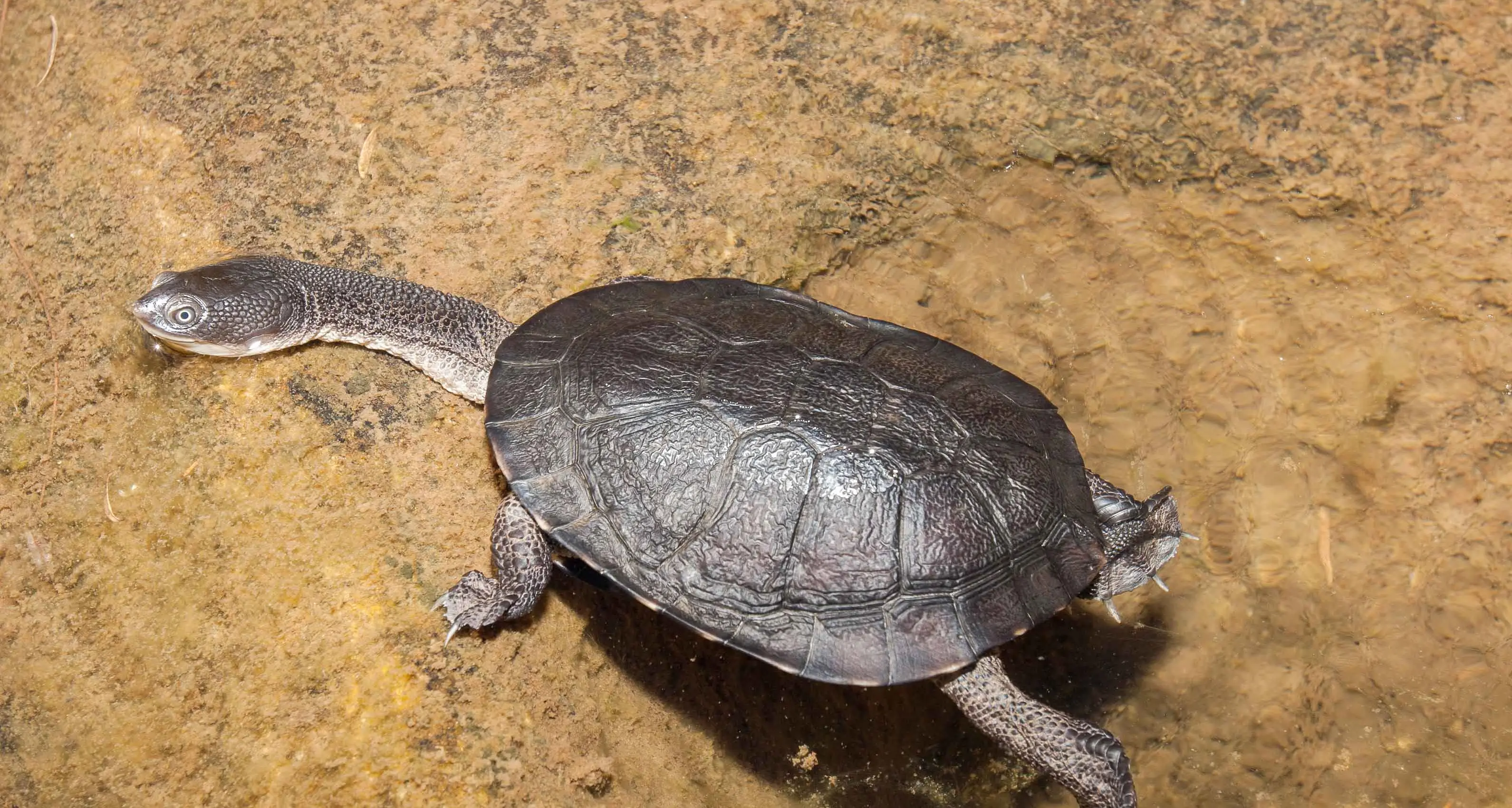 Shell appeal: the surprising attraction of pet turtles