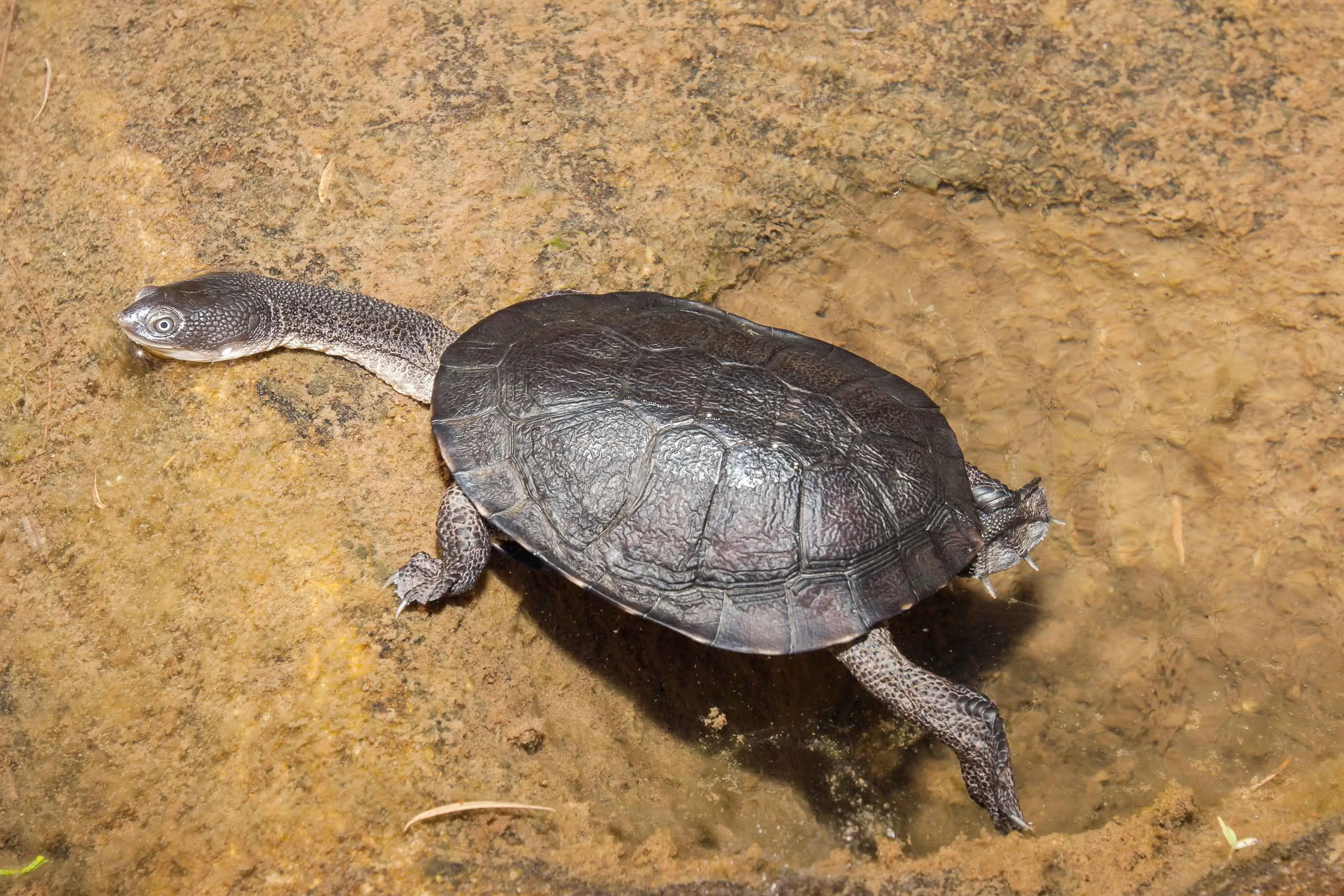 <p>The Australian Eastern Long-necked Turtle is one of the most popular reptile species kept as pets in NSW, but do your research before adopting one, and make sure you have the necessary licences. Photo: Shutterstock</p>\\n
