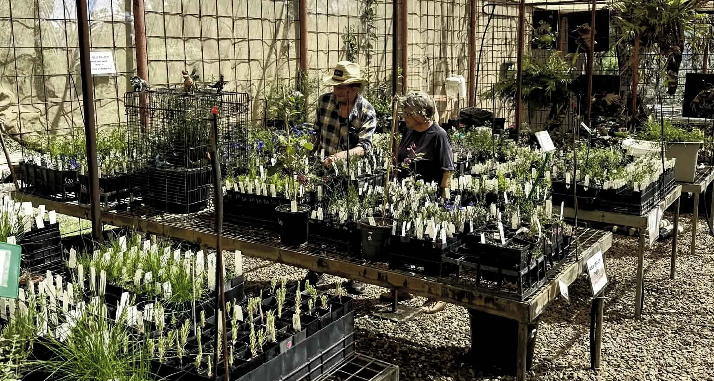 Burrendong plant sale has native species aplenty
