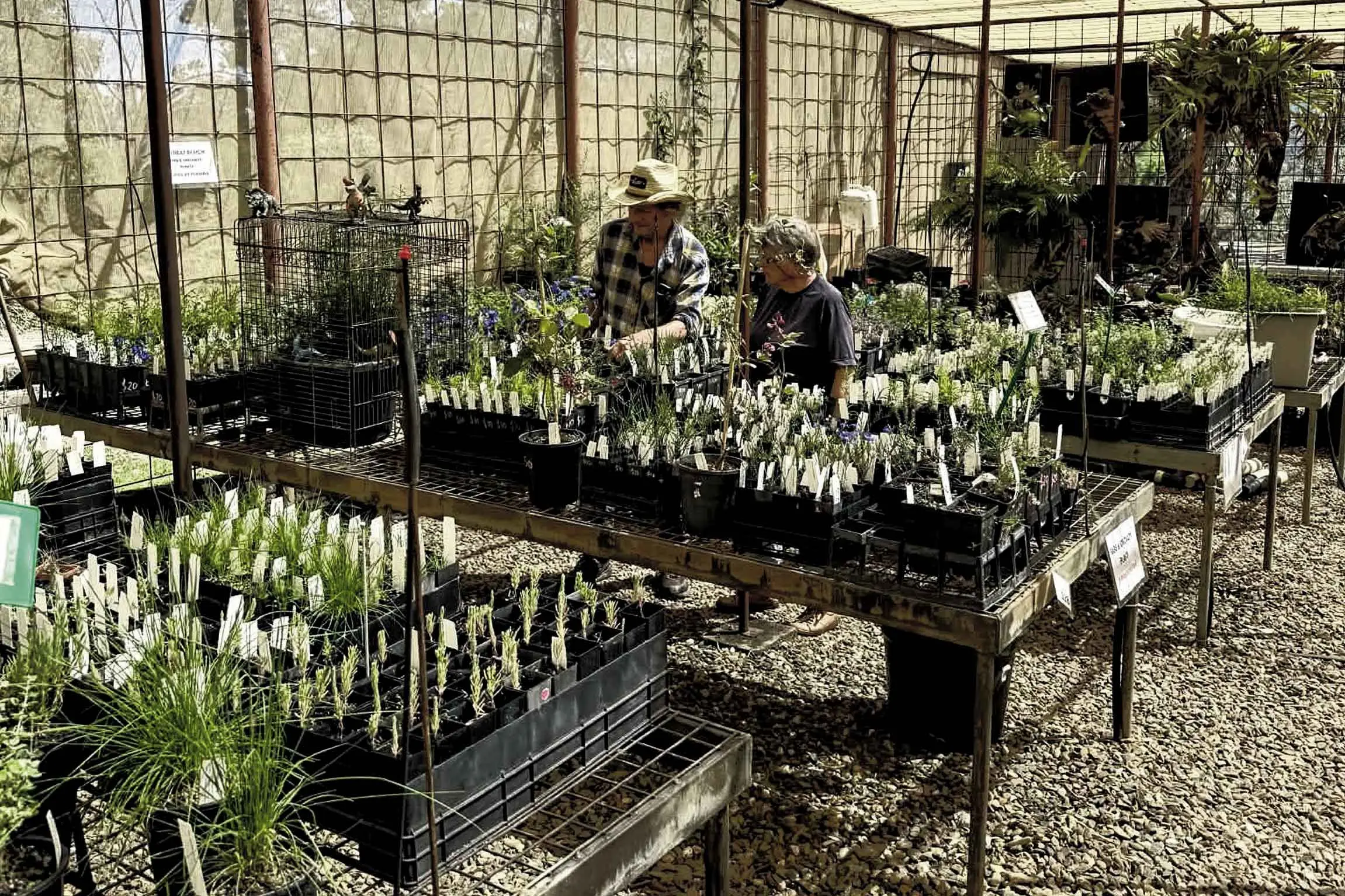 <p>The Burrendong Botanic Garden & Arboretum Spring Plant Saleis offering something very special for lovers of Australian flora. Photo: Supplied</p>\\n