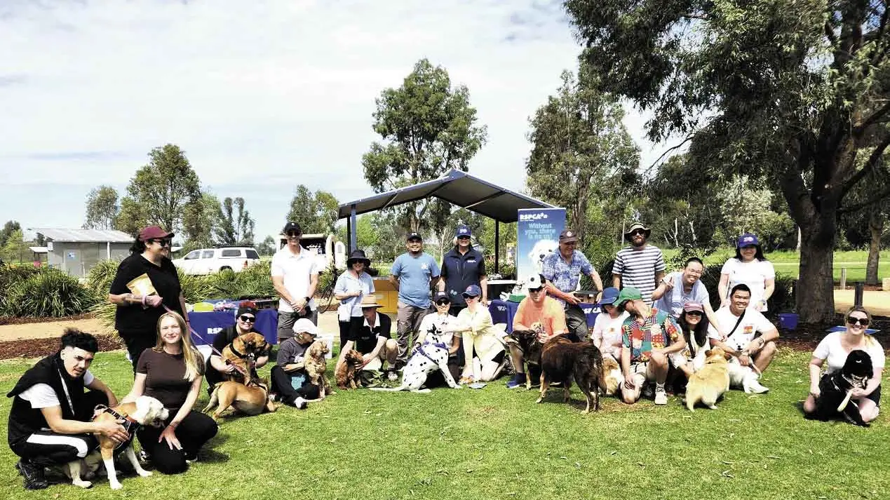 A doggy day out at 4 Paws Walk