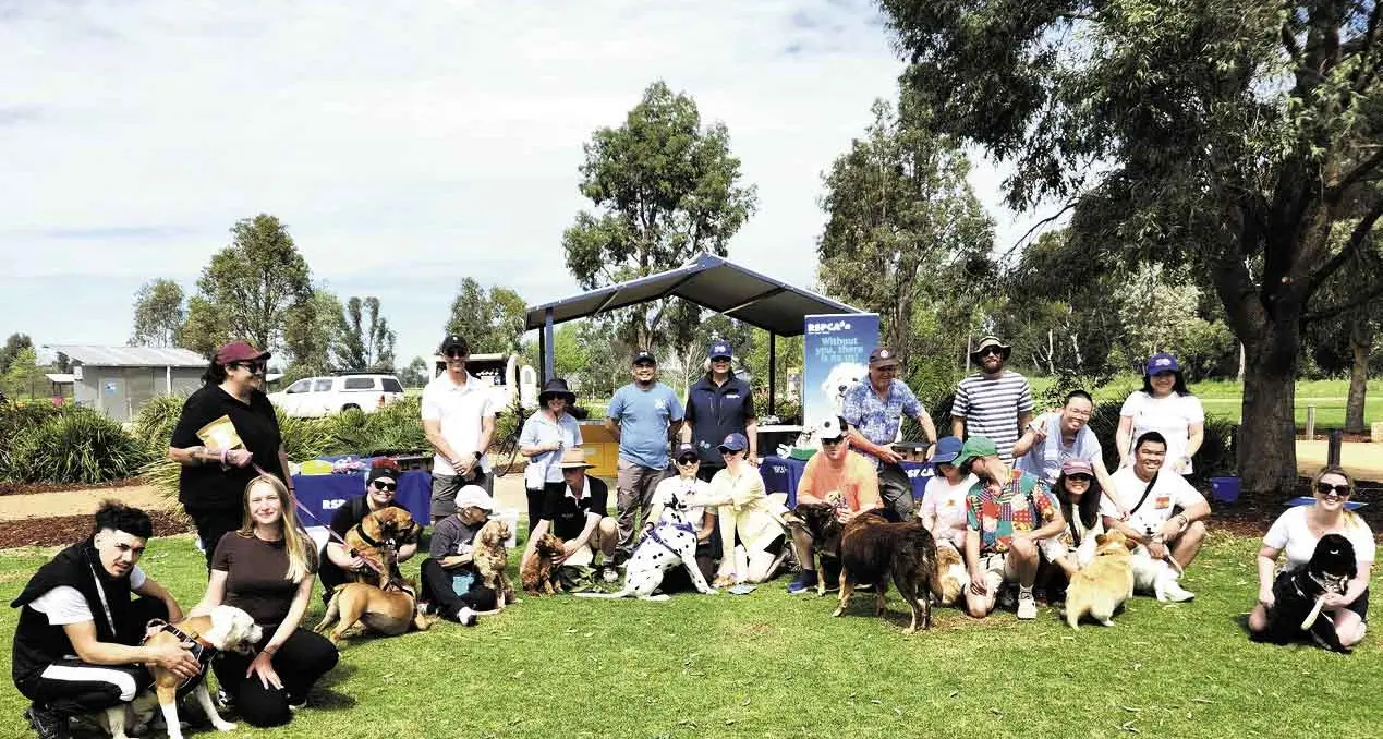 A doggy day out at 4 Paws Walk