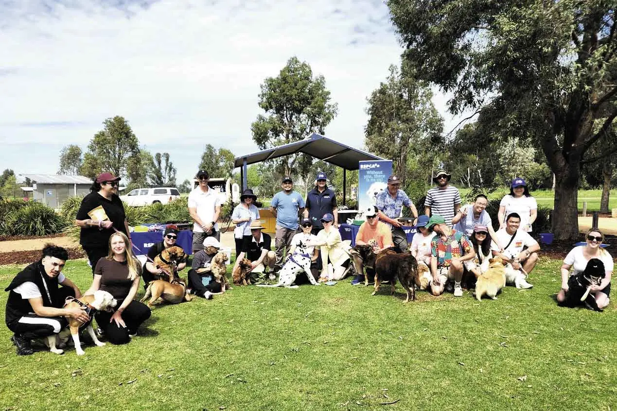 A doggy day out at 4 Paws Walk