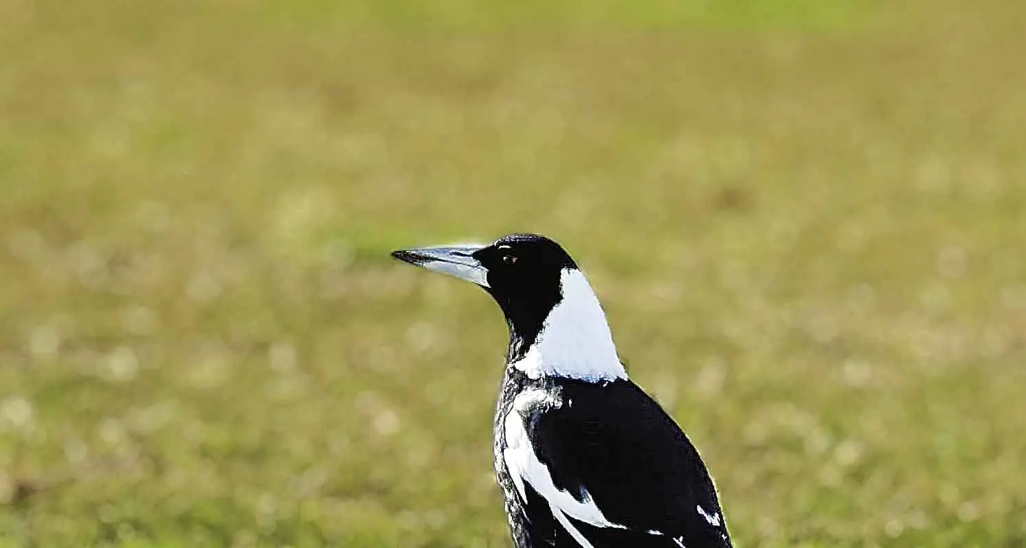 Injured magpie highlights threat from bird flu locally