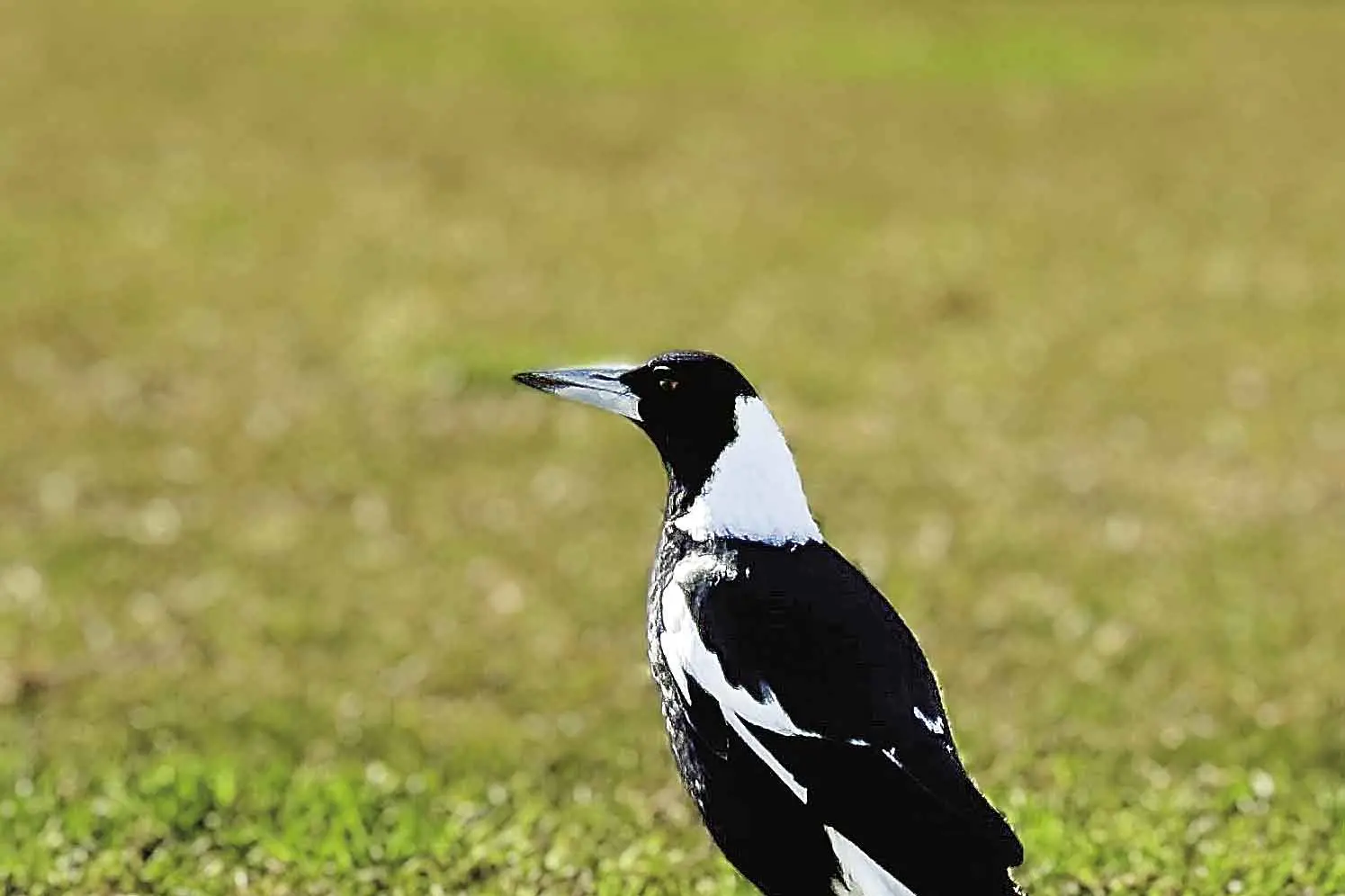 <p>The bird flu outbreak has led to restrictions at some NSW veterinary surgeries. Photo: Dubbo Photo News/file</p>\\n